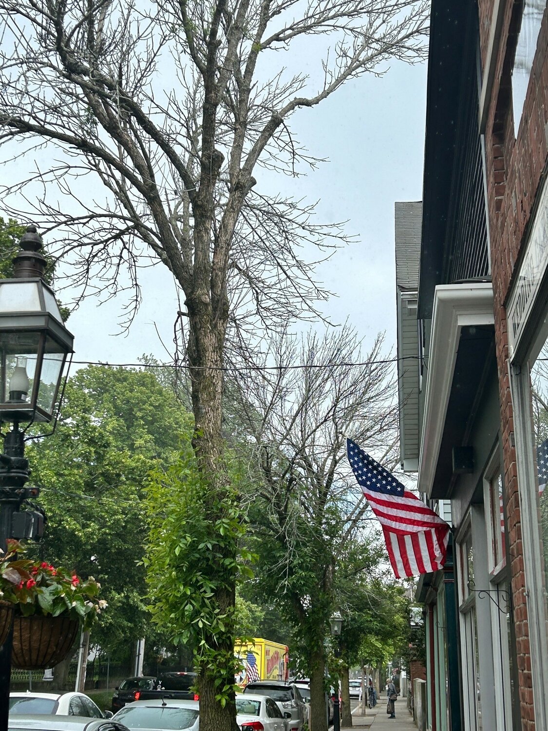 Bristol to chop dozens of trees to battle invasive larvae EastBayRI